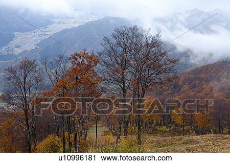 Stock Image - Trees in Mount Hakkaisan in Autumn. Fotosearch