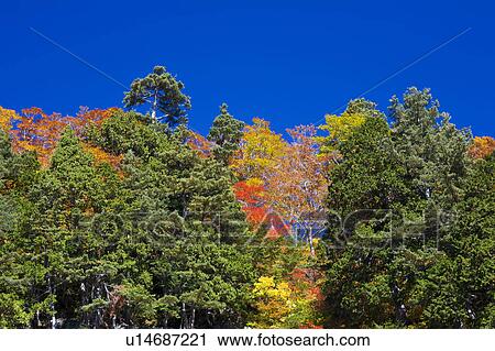 Stock Image - Trees on Mt. Hakusan in Autumn, Ishikawa Prefecture, Honshu, Japan. Fotosearch