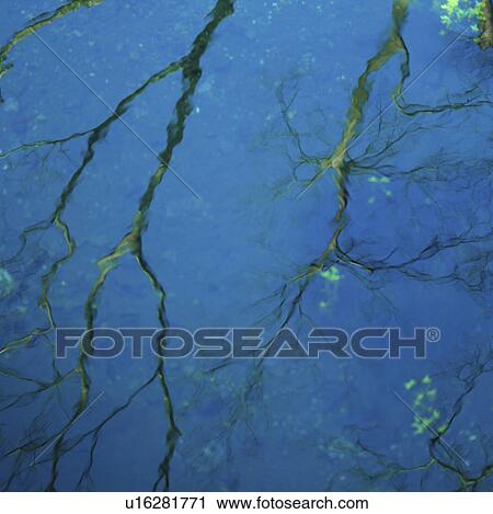 Trees Reflected in Water View Large Photo Image Stock Image - Trees Reflected in Water. Fotosearch