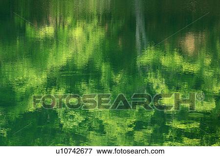Trees Reflected on Water View Large Photo Image Stock Photo - Trees Reflected on Water. Fotosearch