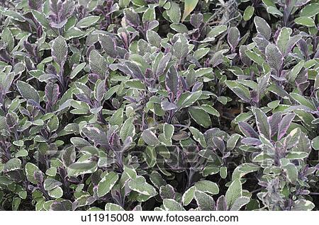 Stock Photo - Tricolor Sage (Salvia officinalis ), Okayama Prefecture, Honshu, Japan. Fotosearch
