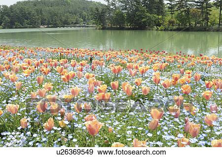 Stock Photo - Tulips, Tulip garden, Hyogo Prefecture, Honshu, Japan. Fotosearch