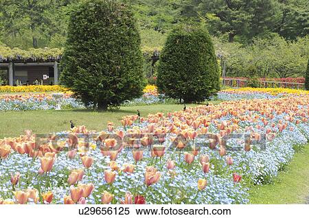 Stock Photography - Tulips, Tulip garden, Hyogo Prefecture, Honshu, Japan. Fotosearch