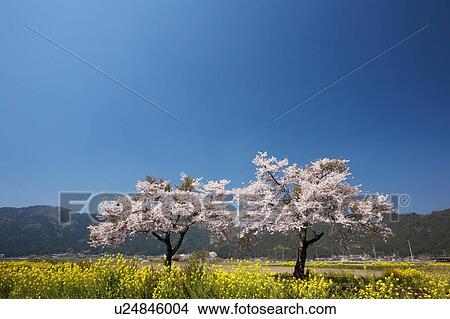 Picture - Two Cherry Blossom Trees Blooming in the Flower Field. Fotosearch
