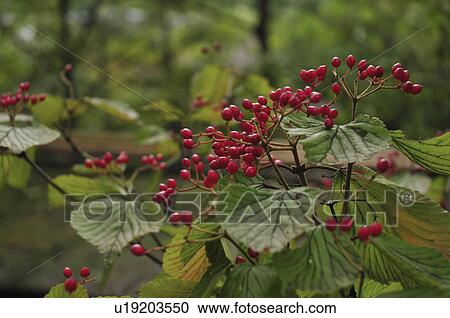 Stock Image - Viburnum dilatatum, Close-up, Tokyo Prefecture, Honshu, Japan. Fotosearch