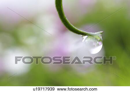 Water drop on leaf, close up, differential focus, copy space View Large Photo Image Stock Photo - Water drop on leaf, close up, differential focus, copy space. Fotosearch