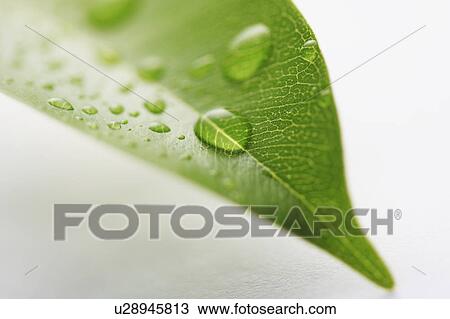 Water Drops on Leaf View Large Photo Image Stock Image - Water Drops on Leaf. Fotosearch