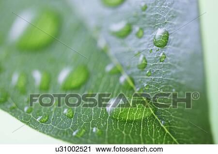 Water Drops on Leaf View Large Photo Image Stock Image - Water Drops on Leaf. Fotosearch