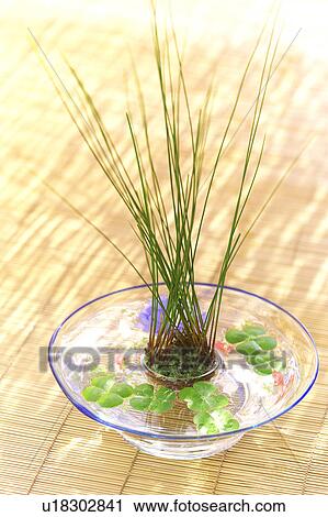 Stock Image - Water plants and four leafed clovers in glass bowl, Kanagawa prefecture, Japan. Fotosearch