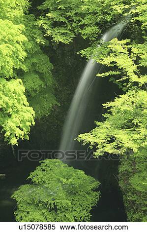 Waterfall and Fresh Green Trees View Large Photo Image Stock Photography - Waterfall and Fresh Green Trees. Fotosearch