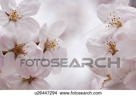 Picture - Wet cherry blossoms, Kanagawa Prefecture, Honshu, Japan. Fotosearch