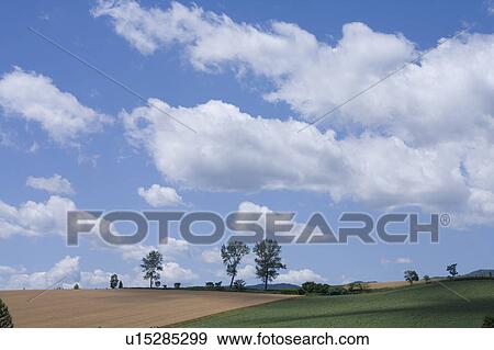 Stock Photo - Wheat field and trees, Hokkaido Prefecture, Japan. Fotosearch