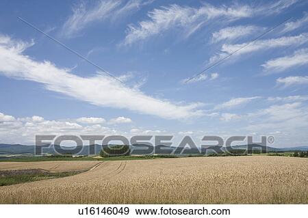 Stock Photo - Wheat field and trees, Hokkaido Prefecture, Japan. Fotosearch