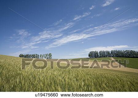 Wheat field and trees in a row, Hokkaido Prefecture, Japan View Large Photo Image Stock Image - Wheat field and trees in a row, Hokkaido Prefecture, Japan. Fotosearch