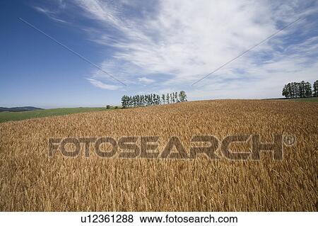 Wheat field and trees in a row, Hokkaido Prefecture, Japan View Large Photo Image Stock Photo - Wheat field and trees in a row, Hokkaido Prefecture, Japan. Fotosearch