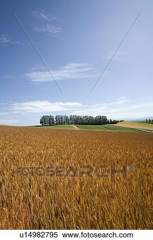 Wheat field and trees in a row, Hokkaido Prefecture, Japan View Large Photo Image Stock Photography - Wheat field and trees in a row, Hokkaido Prefecture, Japan. Fotosearch