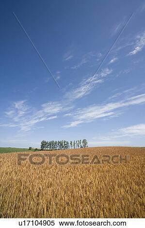 Wheat field and trees in a row, Hokkaido Prefecture, Japan View Large Photo Image Stock Photography - Wheat field and trees in a row, Hokkaido Prefecture, Japan. Fotosearch