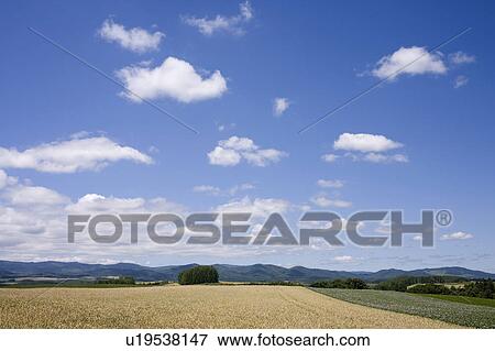 Wheat field, Hokkaido Prefecture, Japan View Large Photo Image Stock Photo - Wheat field, Hokkaido Prefecture, Japan. Fotosearch
