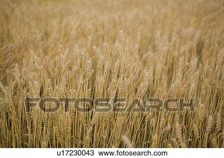 Wheat Field View Large Photo Image Stock Image - Wheat Field. Fotosearch