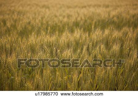 Wheat Field View Large Photo Image Stock Image - Wheat Field. Fotosearch