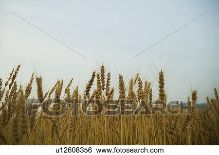 Wheat Field View Large Photo Image Stock Photograph - Wheat Field. Fotosearch