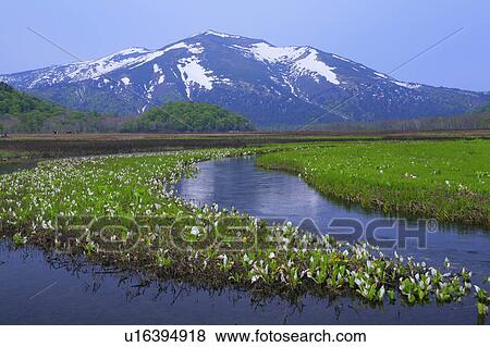 White Arum on the Moor and Mountains in the Background View Large Photo Image Stock Photo - White Arum on the Moor and Mountains in the Background. Fotosearch