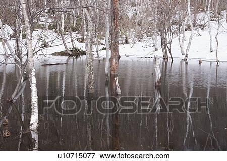 White Birch in Pond, Lingering Snow around the Pond View Large Photo Image Stock Photo - White Birch in Pond, Lingering Snow around the Pond. Fotosearch