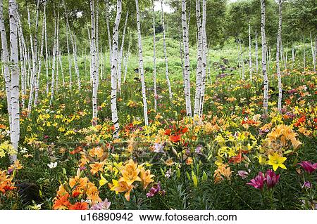 Stock Image - White birch trees and lilies, Nagano Prefecture, Honshu, Japan. Fotosearch