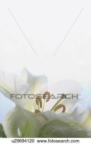 White Casablanca Lily (Lillium Casablanca) View Large Photo Image Stock Image - White Casablanca Lily (Lillium Casablanca). Fotosearch