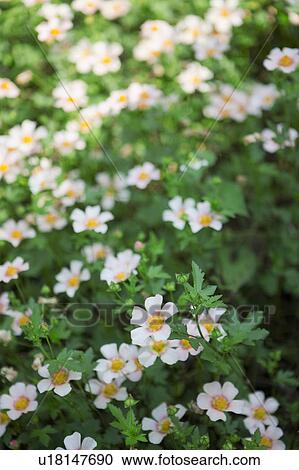 Stock Image - White Flowers. Fotosearch