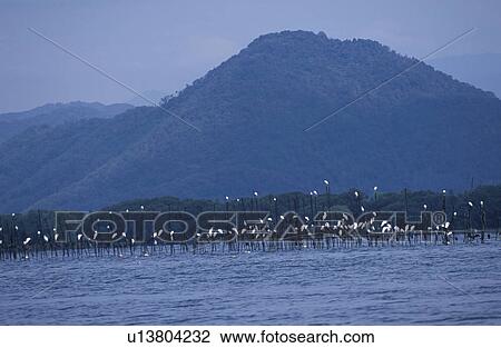 Stock Image - White herons, Shiga Prefecture, Honshu, Japan. Fotosearch