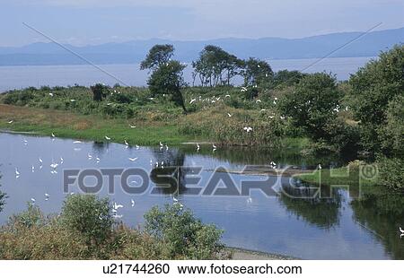 Stock Image - White herons, Shiga Prefecture, Honshu, Japan. Fotosearch