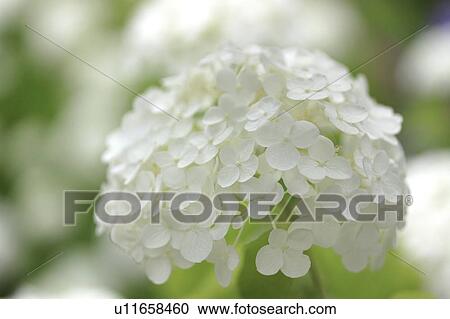 Stock Image - White Hydrangea Flowers. Fotosearch