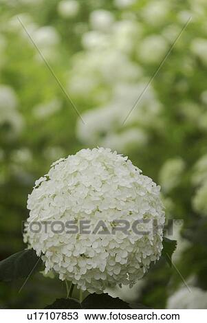 Stock Image - White Hydrangea Flowers. Fotosearch