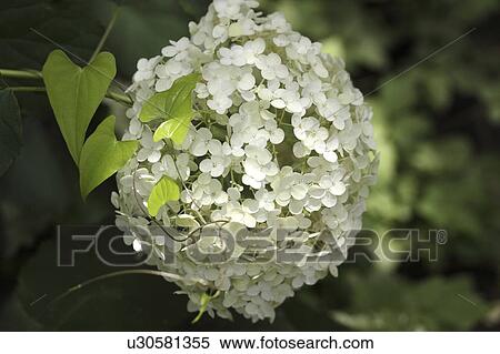 Stock Photography - White Hydrangea Flowers. Fotosearch