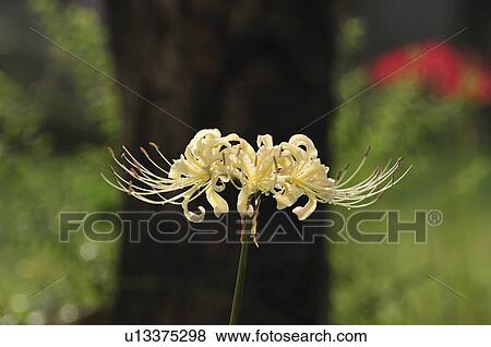 White Spider Lily View Large Photo Image Stock Photo - White Spider Lily. Fotosearch