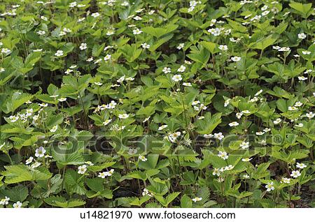 Wild strawberry, Okayama Prefecture, Honshu, Japan View Large Photo Image Stock Image - Wild strawberry, Okayama Prefecture, Honshu, Japan. Fotosearch