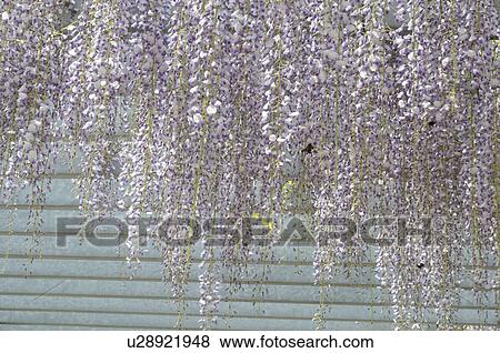 Stock Photo - Wisteria, Hyogo Prefecture, Honshu, Japan. Fotosearch