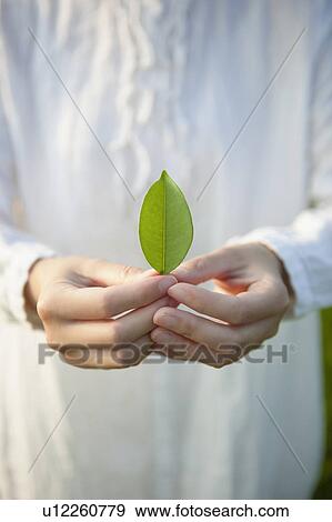 Woman Holding Single Leaf View Large Photo Image Stock Photo - Woman Holding Single Leaf. Fotosearch