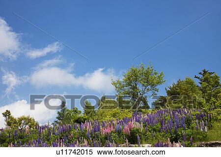 Yachiho highland, Nagano Prefecture, Honshu, Japan View Large Photo Image Stock Photography - Yachiho highland, Nagano Prefecture, Honshu, Japan. Fotosearch