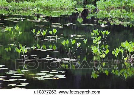 Stock Image - Yanohara wetland, Fukushima Prefecture, Honshu, Japan. Fotosearch
