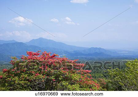 Yatsugatake highland, Yamanashi Prefecture, Honshu, Japan View Large Photo Image Stock Photo - Yatsugatake highland, Yamanashi Prefecture, Honshu, Japan. Fotosearch