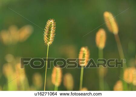 Yellow Bristle Grass View Large Photo Image Picture - Yellow Bristle Grass. Fotosearch