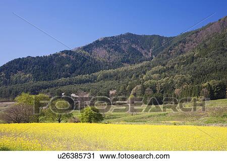 Yellow Flower Field and Mountains View Large Photo Image Stock Image - Yellow Flower Field and Mountains. Fotosearch