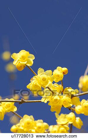 Stock Image - Yellow flowers. Fotosearch