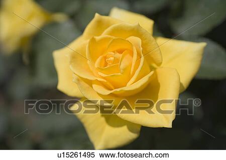 Yellow rose View Large Photo Image Stock Photography - Yellow rose. Fotosearch