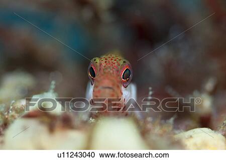 Stock Image - Young Blackside Hawkfish underwater. Fotosearch