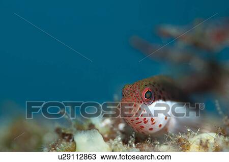 Stock Image - Young Blackside Hawkfish underwater. Fotosearch