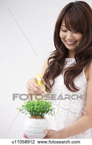 Stock Image - Young woman spraying potted plant, smiling, white background. Fotosearch