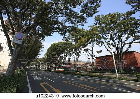 Stock Photo - Zelkova Trees Lining Road by Jr Maebashi Station North Entrance. Fotosearch